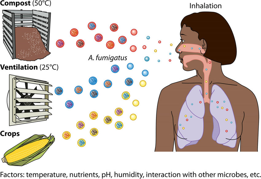 Spread and effects of A. fumigatus.